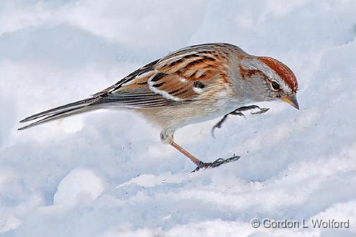 Bird On Snow_24381BF.jpg - Photographed at Ottawa, Ontario, Canada.